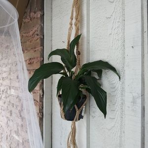 Three Macramé Plant Hangers Boho Brown Wooden Beads